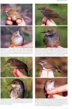 Reed and Bush Warblers | Bog