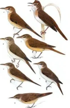 Reed and Bush Warblers | Bog