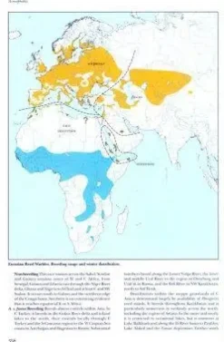 Reed and Bush Warblers | Bog