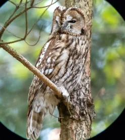 Samsung Galaxy digiscoping adapter – Kowa TSN – Otterbox