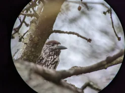 Samsung Galaxy digiscoping adapter – Kowa TSN – Otterbox