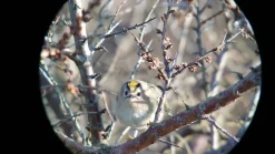 Samsung Galaxy digiscoping adapter – Kowa TSN – Otterbox
