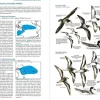 Seabirds: The new identification guide. Harrison af Perrow & Larsson | Bog