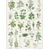 Spiselige vilde planter – Plakat A2 malet af Kirsten Tind