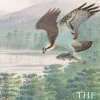 The Osprey | Bog