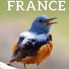 Where to watch birds in France | Rejseguide