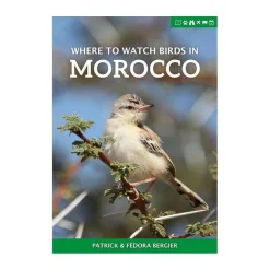 Where to Watch Birds in Morocco | Rejseguide