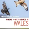 Where to watch Birds in Wales | Rejseguide