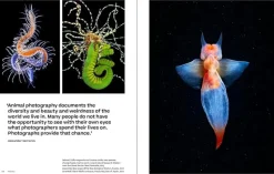 Why we Photograph Animals | Bog