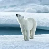 WILD Arctic | Fotobog