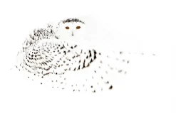 WILD Arctic | Fotobog