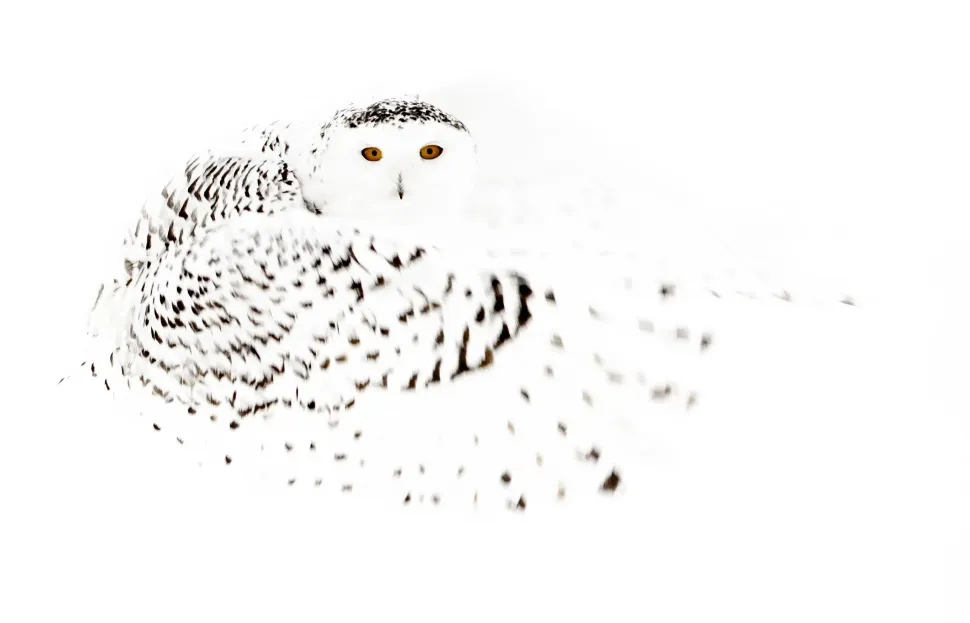 WILD Arctic | Fotobog