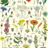 Wildflowers plakat