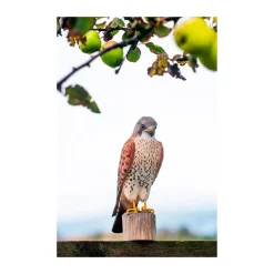 Wildlife Garden Decobird Tårnfalk dekorationsfugl