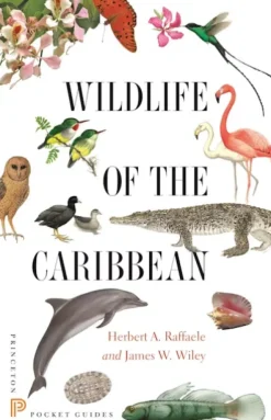 Wildlife of the Caribbean | Bog