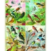 World of Birds puslespil 1000 brikker